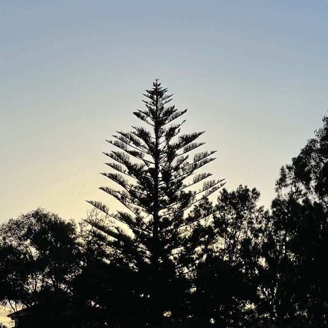 Lone pine tree - Felicity Kendall Photo Comp 2021 Winner 0-12years